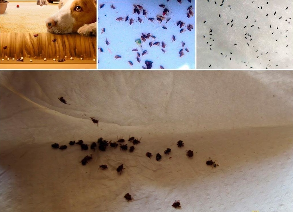 Как избавиться от моли и спасти любимые вещи и продукты