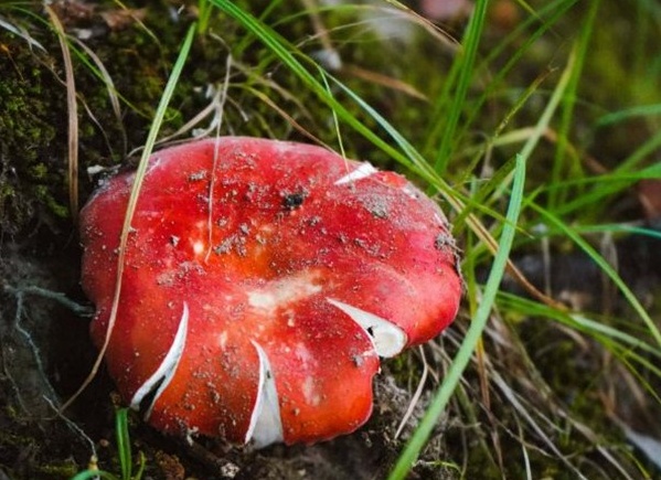 Как избавиться от плесени: исчерпывающее руководство