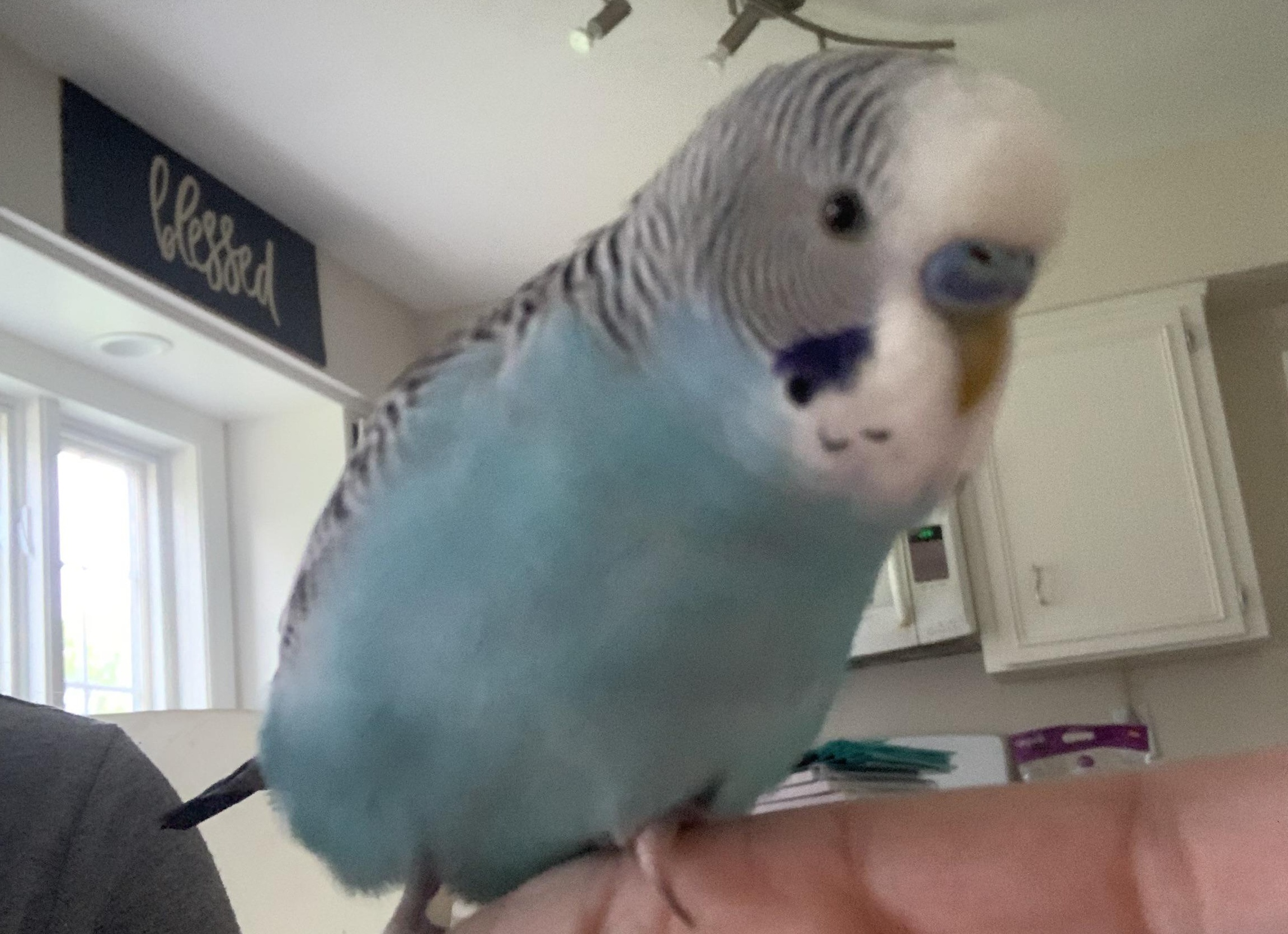 Как сделать натуральный освежитель воздуха