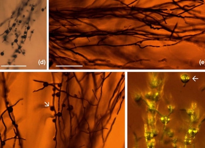 Грибы в янтаре.