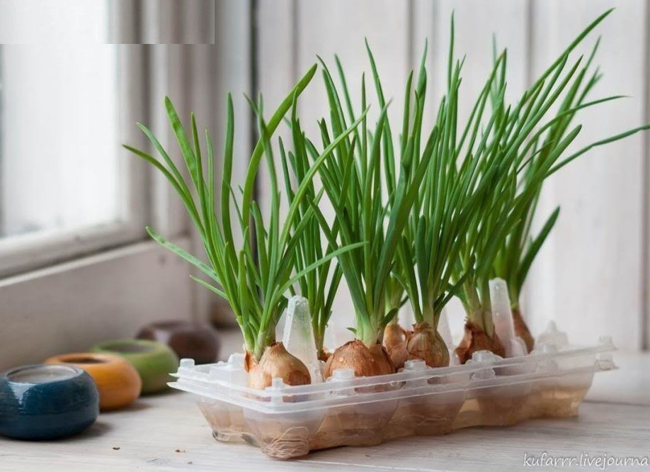 Как вырастить зелёный лук на подоконнике