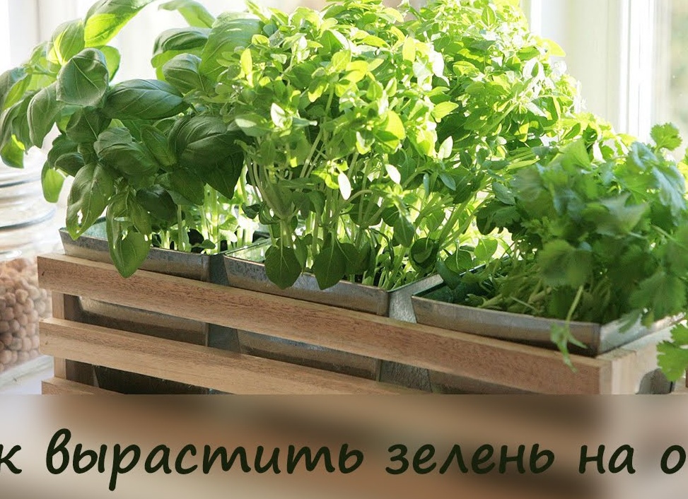 Зелень на подоконнике: как вырастить свой маленький сад
