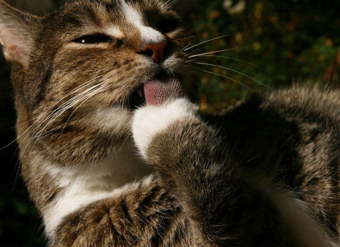 Чем отмыть зелёнку и йод с любой поверхности