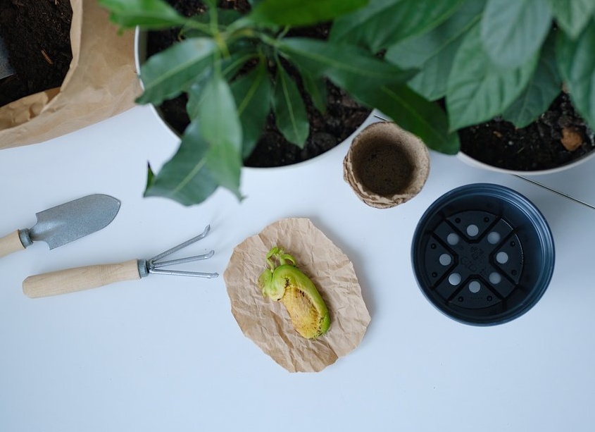 Как вырастить манго из косточки в домашних условиях