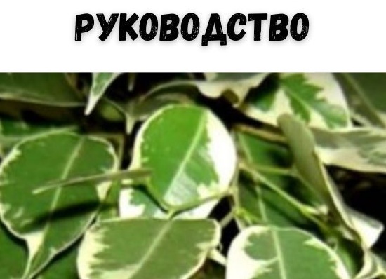 Как ухаживать за фикусом: исчерпывающее руководство