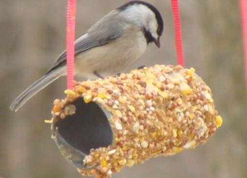 Туалетная бумага как источник творчества и вдохновения